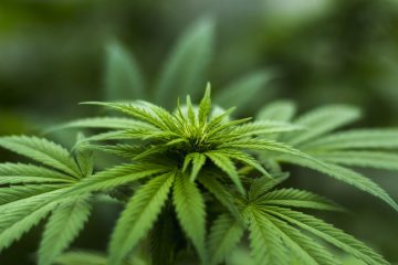 Close-up of vibrant green cannabis leaves